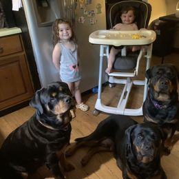 Rottweiler Puppies from Von Insel Zu Berg Rottweilers