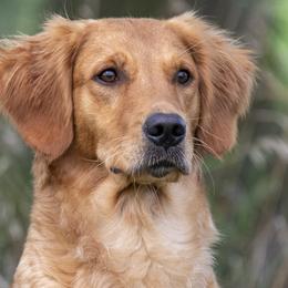 Pushy - Golden Retriever