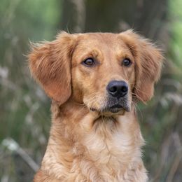 Pushy - Golden Retriever