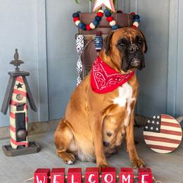 Mocha - Boxer