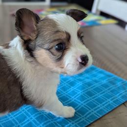 Boy 3 - White and sable male Papillon puppy in Joshua, Texas from Summertime Kennels