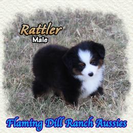 Rattler - Black tri male Toy Australian Shepherd puppy in Forestburg, Texas from Flaming Dill Ranch Aussies
