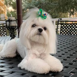 Maltese from Masterpiece Maltese