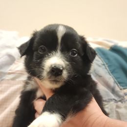 Arrow - Black Australian Shepherd puppy in Walhalla, South Carolina from Hickory Woods Aussies