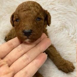 Boy 2 - Red  male Poodle puppy in Miami, Florida from Sakura Poodles