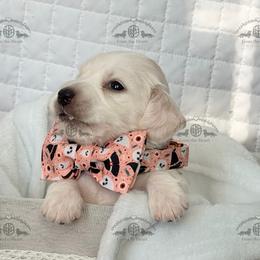 Mr. Dk. Green-2800 - Piebald male Dachshund puppy in Sparr, Florida from From the Heart Doxies