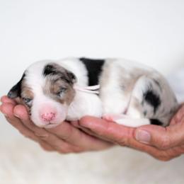 Chenille - Blue merle female Border Collie puppy in Conway, Missouri from 2J 2K Border Collies | Maremma Sheepdogs