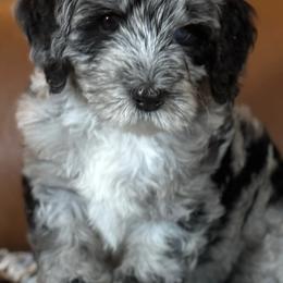 Bernedoodles from Bernedaddies quality Bernedoodles