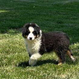 KB-BTM - Black tri-color Australian Shepherd puppy in Missouri from Crossroad Acres Aussies