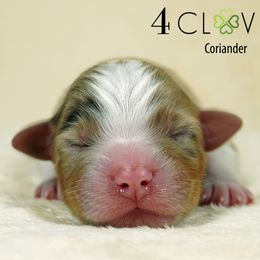 Coriander - Red merle male Miniature American Shepherd puppy in Carlisle, Pennsylvania from 4 Clovers Kennel