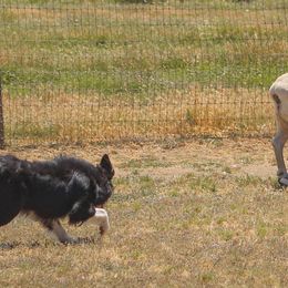 Border Collies from Cathedral Border Collies