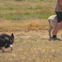 Border Collies from Cathedral Border Collies