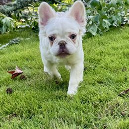 Ace - White male French Bulldog puppy in Snellville, Georgia from Felicia's French Bulldogs