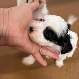 Beaver - Black & tan tri-color male Maltipoo puppy in Lawrenceburg, Tennessee from LUV Poodles and Maltipoos