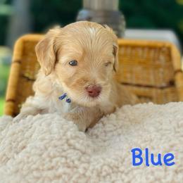 Blue Girl - Cream female Goldendoodle puppy in Kitsap County, Washington from Amazing Grace Doodles