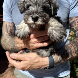 Miniature Schnauzers from Mark Milbrand