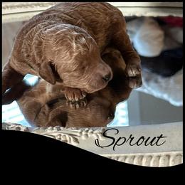 Sprout - Red  male Poodle puppy in Dayton, Texas from Wolfe Island Poodles