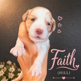 Faith (Hill) - Caramel cream female Australian Labradoodle puppy in Millville, California from Hope Lane Kennels