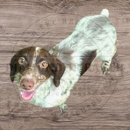 Bentley - Dachshund