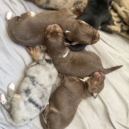 Girl 1 - Blue merle female Australian Shepherd puppy in East Hartford, Connecticut from CT Aussies