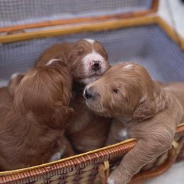 Goldendoodle Puppies from Ruby Pupper Doodles