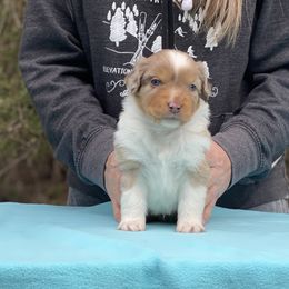 Boy 3 - Red merle Miniature American Shepherd puppy in New Mexico from Von Südwest German Shepherds and Mini American Shepherds