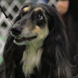Afghan Hounds from Amon Rih Arabian Horses & Afghan Hounds