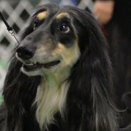 Afghan Hounds from Amon Rih Arabian Horses & Afghan Hounds