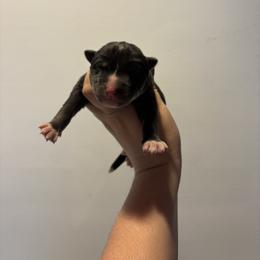 Boy 3 - Black tan and white male Siberian Husky puppy in Pelham, Alabama from Tails & Belles Dog Breeding