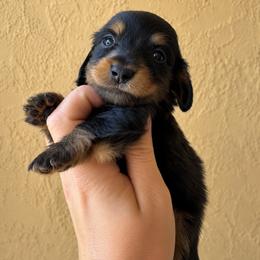Orion - Black and tan male Dachshund puppy in Venice, Florida from Crowline Kennels