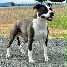 Rosie - Red brindle female American Pit Bull Terrier puppy in Nine Mile Falls, Washington from Bartin Kennels