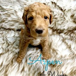 Poodle Puppies from Serene Arenas' Standard Poodles