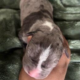 Comet - Blue male American Pit Bull Terrier puppy in Frederick, Maryland from •Wyngate Pits•