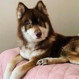 Siberian Huskies from Westcoast Huskies