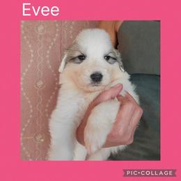 Evee - White and badger female Great Pyrenees puppy in Mikado, Michigan from Brittain Family Farm