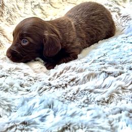 Little girl - Chocolate female Dachshund puppy in Casper, Wyoming from Daisy's Doxies & Doodles