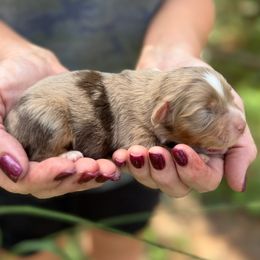 Belle - Red merle female Miniature Australian Shepherd puppy in Ambrose, Georgia from Brandilyn's Aussies