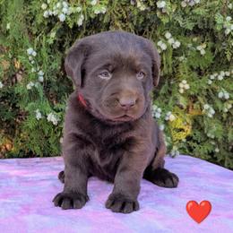 Labrador Retriever puppies from Beachn Ranch