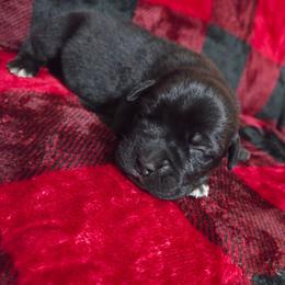 Boy 5 - Black male Cane Corso puppy in Mason City, Illinois from Red Wood Cane Corso