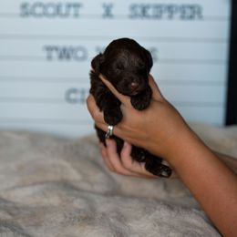 Labrador Retriever and Portuguese Water Dog Puppies from Hilltop Portuguese Water Dogs
