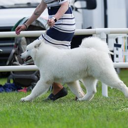 Samoyeds from Leah Kubek