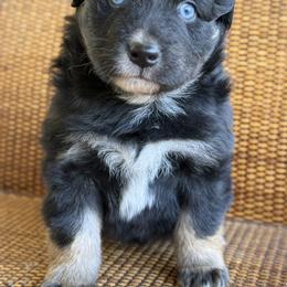 Australian Shepherd and Labrador Retriever Puppies from Triple S Farms