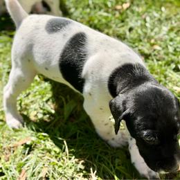 Joker - Black and white male German Shorthaired Pointer puppy in Hot Springs, Virginia from Thunder Mountain Gun Dogs