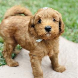 Prince - Red  male Goldendoodle puppy in Wharton, Texas from Little Fur Friends