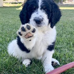 Bernedoodle Puppies from Heart J Bernedoodles
