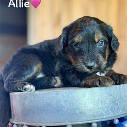 Allie - Black phantom female Aussiedoodle puppy in Lancaster, Minnesota from Finney Ranch