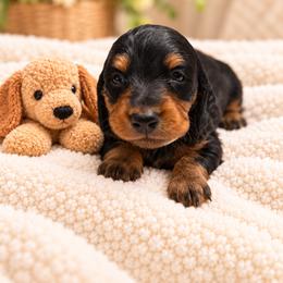 Kyla - AKC - Black and tan female Dachshund puppy in Omaha, Nebraska from Colorful Dachshunds
