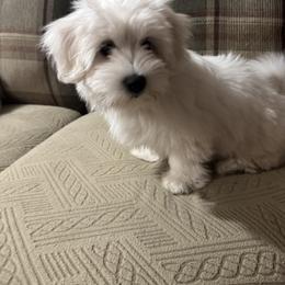 Jojo - White female Coton de Tulear puppy in Pittsburgh, Pennsylvania from My Sweet Cotons