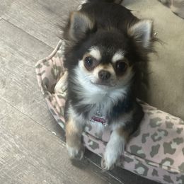 Pri - Chihuahua