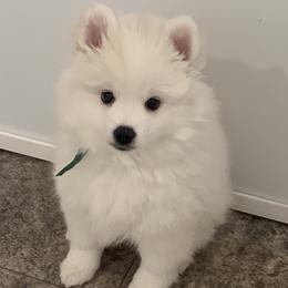 Green Boy - White male American Eskimo Dog puppy in Fairbanks, Alaska from Snow Graces'